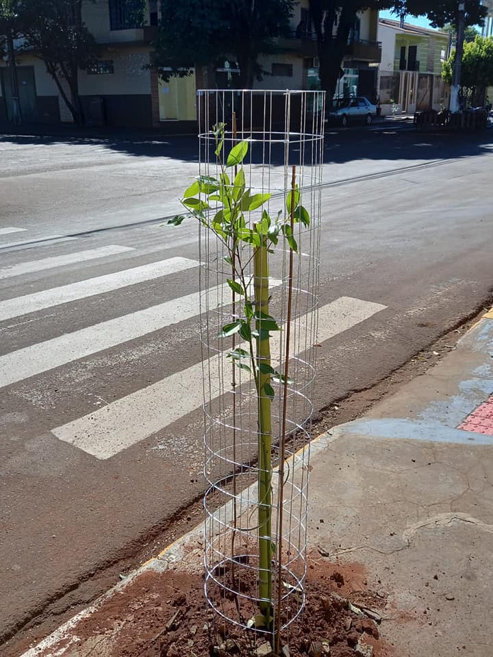 PLANTIO DE ÁRVORES AVENIDA BRASIL